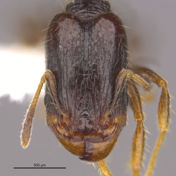 Media type: image;   Entomology 36177 Aspect: head frontal view